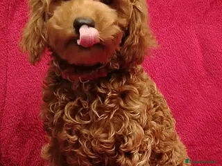 Barboncino Toy cani Barboncino toy - Annuncio 7