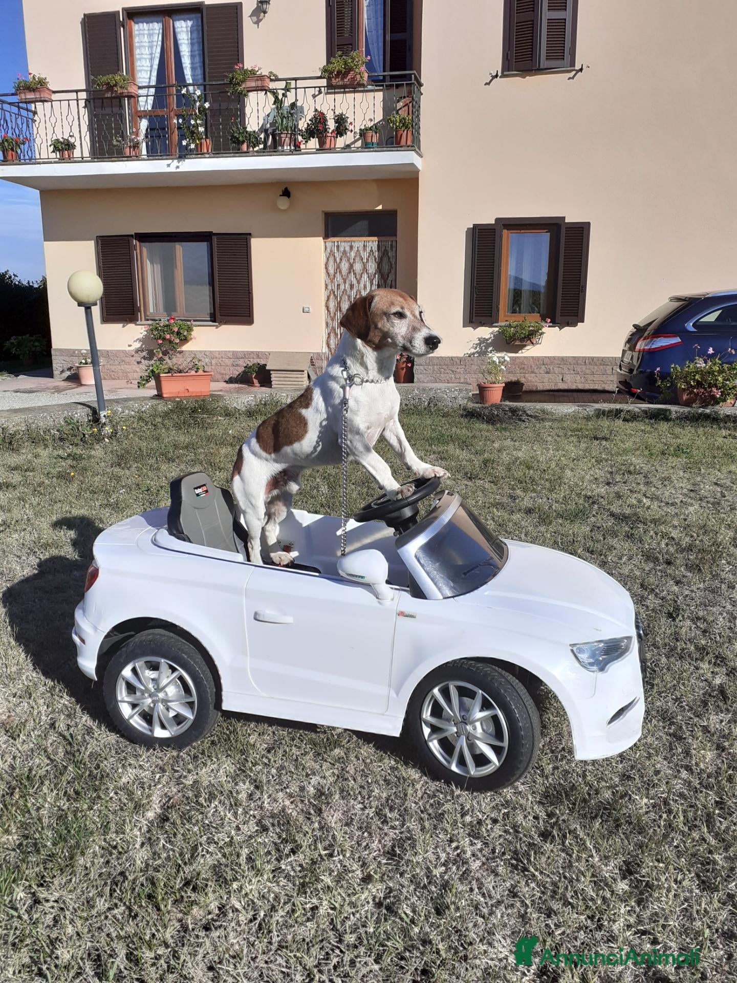 Jack Russell cani In regalo jack Russell  - Annuncio 29