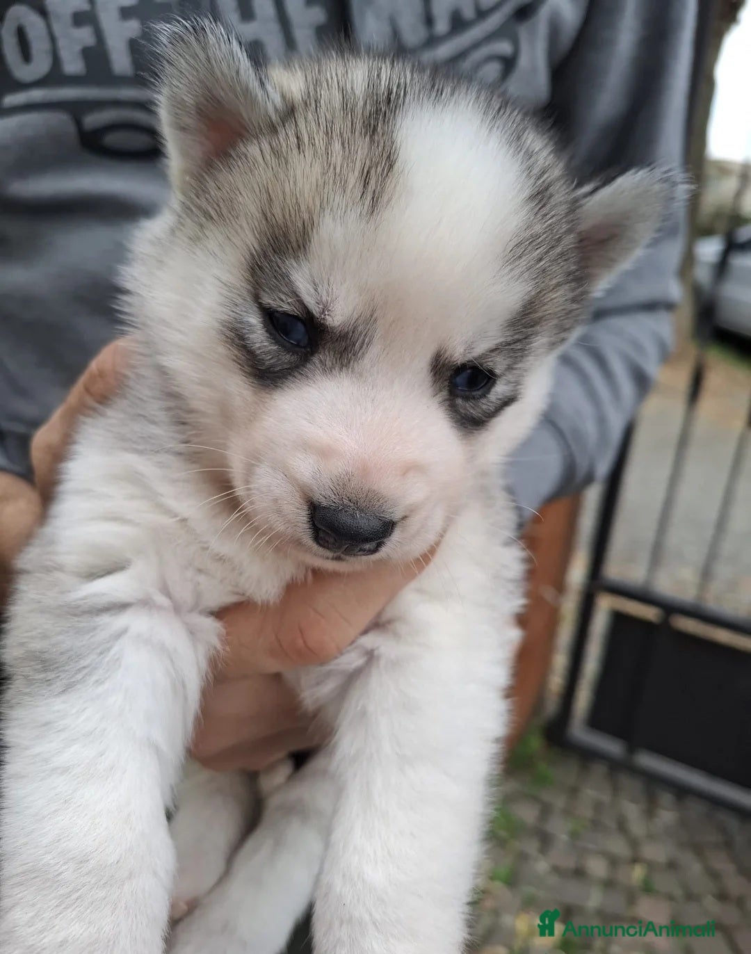 Husky cani in regalo: Siberian Husky in adozione - Annuncio 1