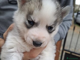 Husky cani Siberian Husky in adozione - Annuncio 5