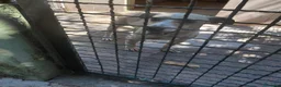 Meticcio cani in regalo: Leo dolcissimo cagnolino taglia piccola  a Provincia di Caserta - Annuncio 2