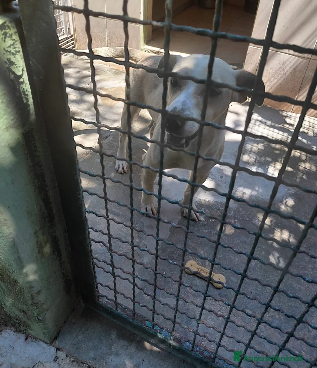 Meticcio cani in regalo: Leo dolcissimo cagnolino taglia piccola  a Provincia di Caserta - Annuncio 2