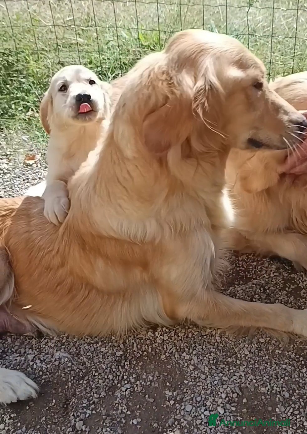 Golden Retriever cani in vendita: Golden retriever cuccioli  - Annuncio 2