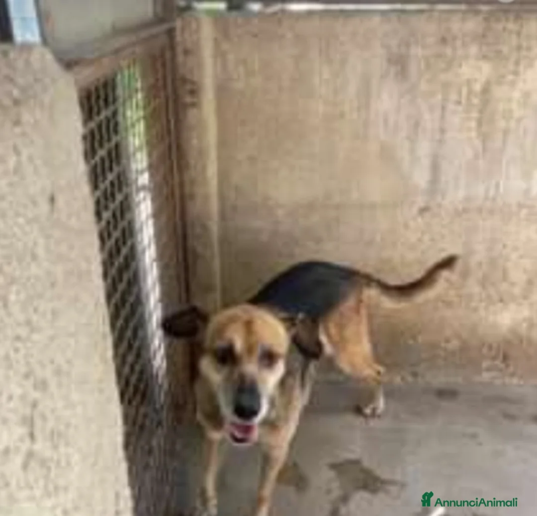 Meticcio cani in regalo: Nonnina 12anni entrata piccola in CANILE.SALERNO  a Città Metropolitana di Milano - Annuncio 2
