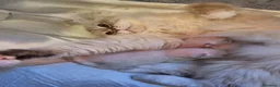 Siberiano gatti in vendita: Cuccioli di gatto siberiano neva masquerade - Annuncio 27