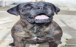 Cane Corso cani in regalo: 2 CORSO maschio e femmina in 1canilaccio da anni!! a Città metropolitana di Milano - Immagine 2