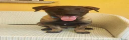 Pastore Belga cani in vendita: Cuccioli Pastore Belga Malinois - Annuncio 3
