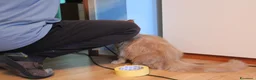Maine Coon gatti in vendita: torna disponibile maine coon cucciolo  - Annuncio 9