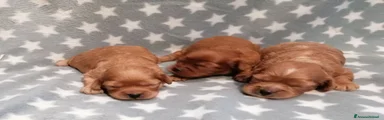 Cavapoo 2
