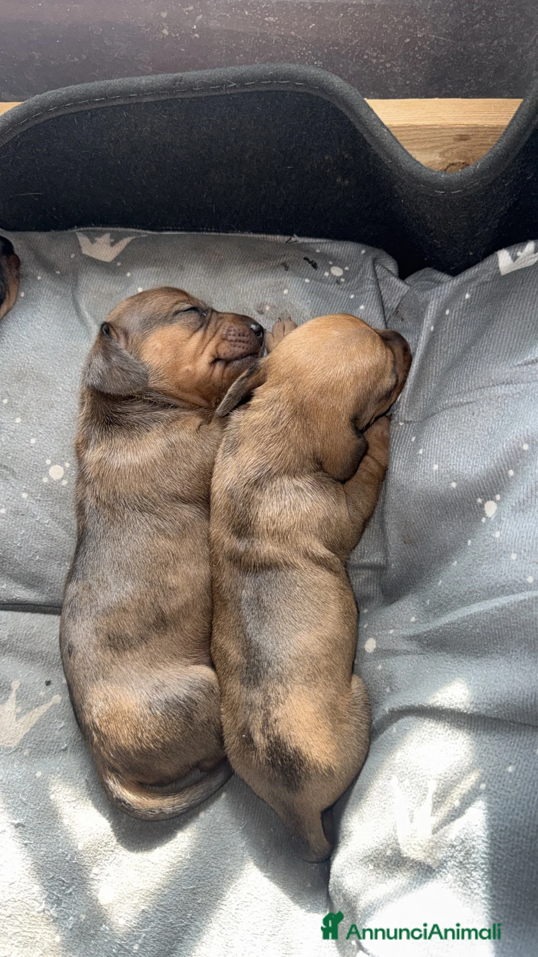 Bassotto Nano cani in vendita: cucciola di bassotto marrone fulvo arlecchina - Annuncio 5