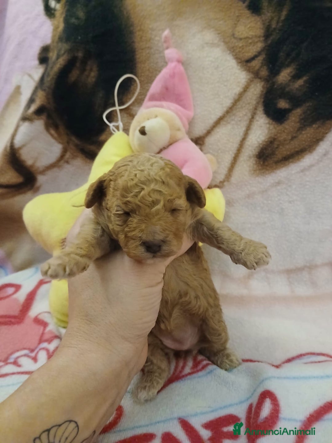 Barboncino Toy cani in vendita: Barboncini toy  - Annuncio 5