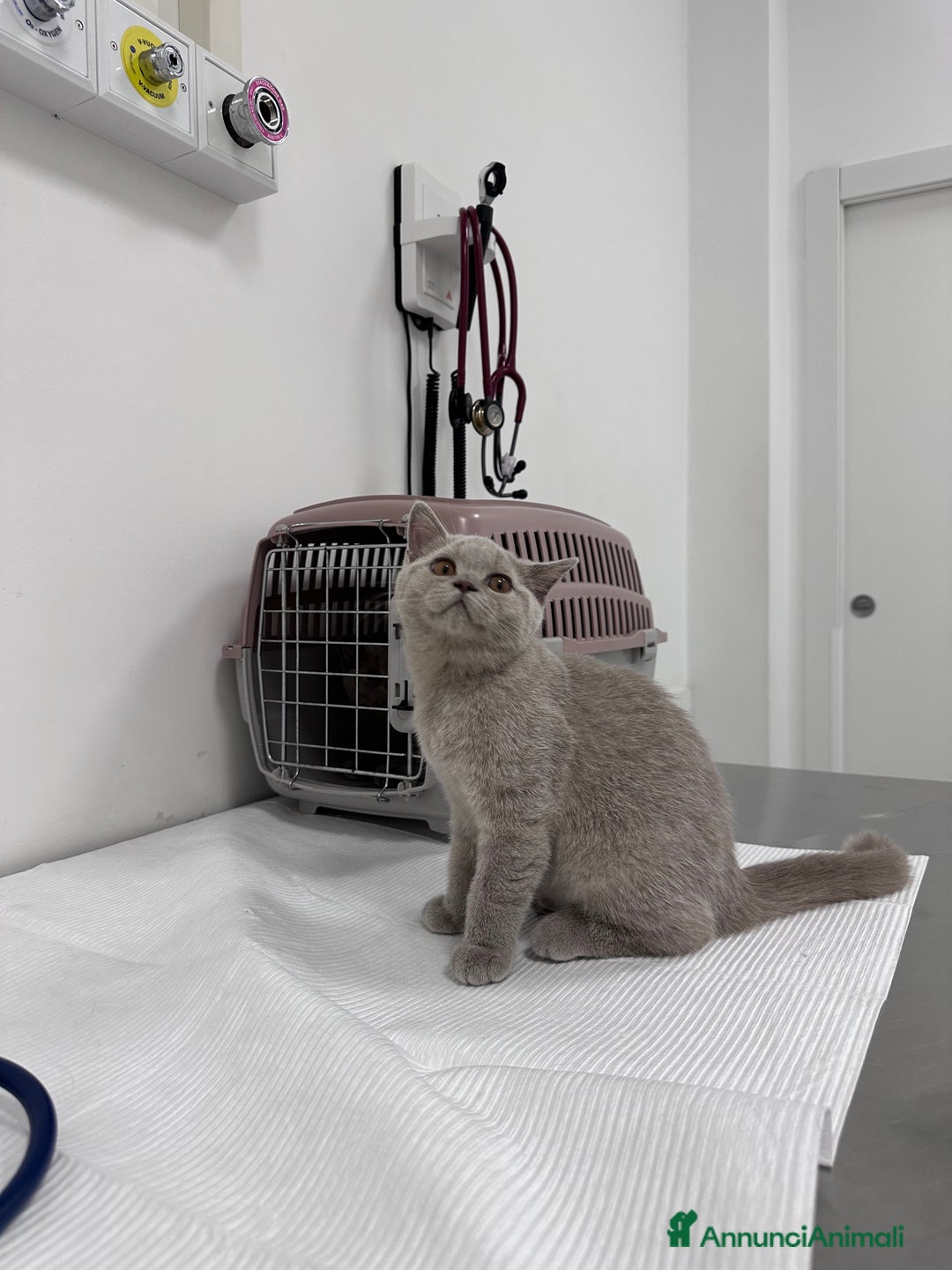 British gatti in vendita: British Shorthair  - Immagine 7