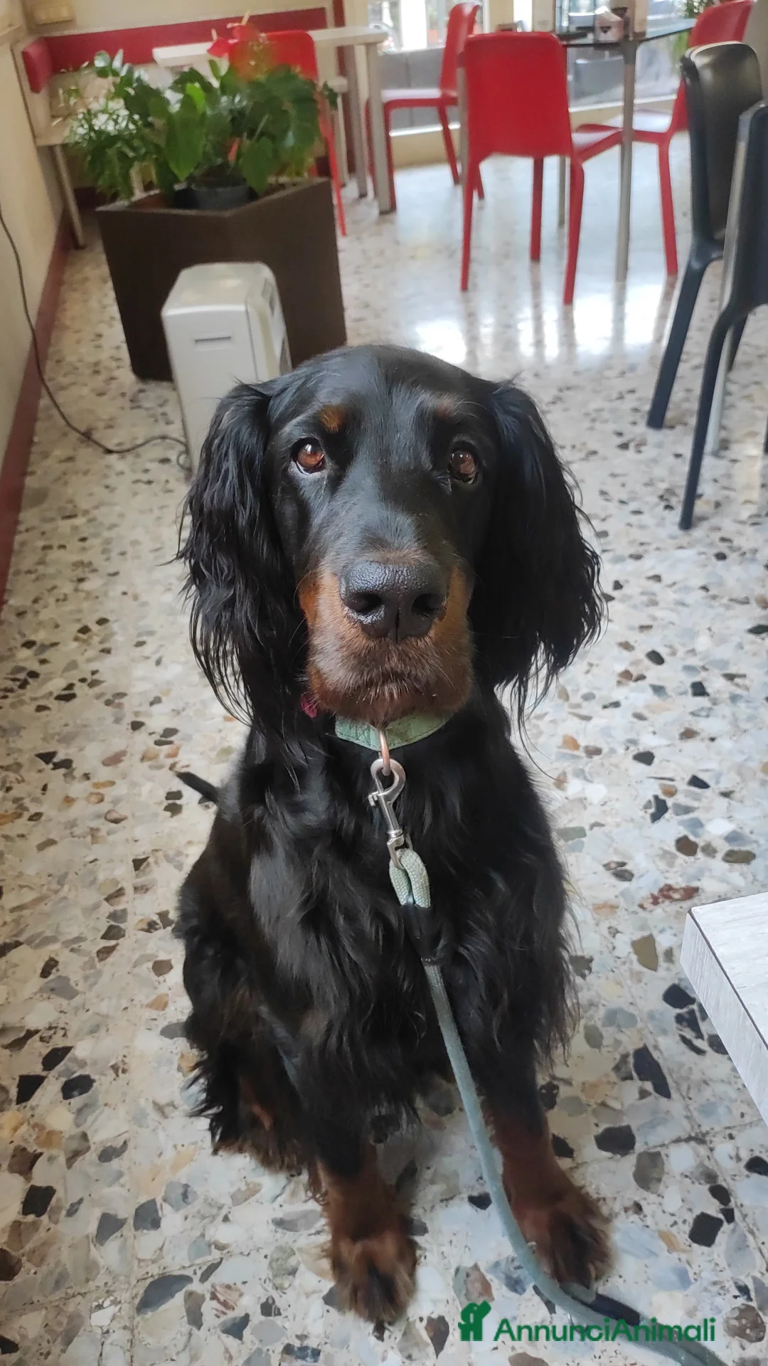 Setter Gordon cani in vendita: Setter Gordon  - Annuncio 7