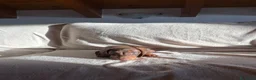 Bassotto Nano cani in vendita: Bassotto cioccolato nano  a Città metropolitana di Milano - Annuncio 9