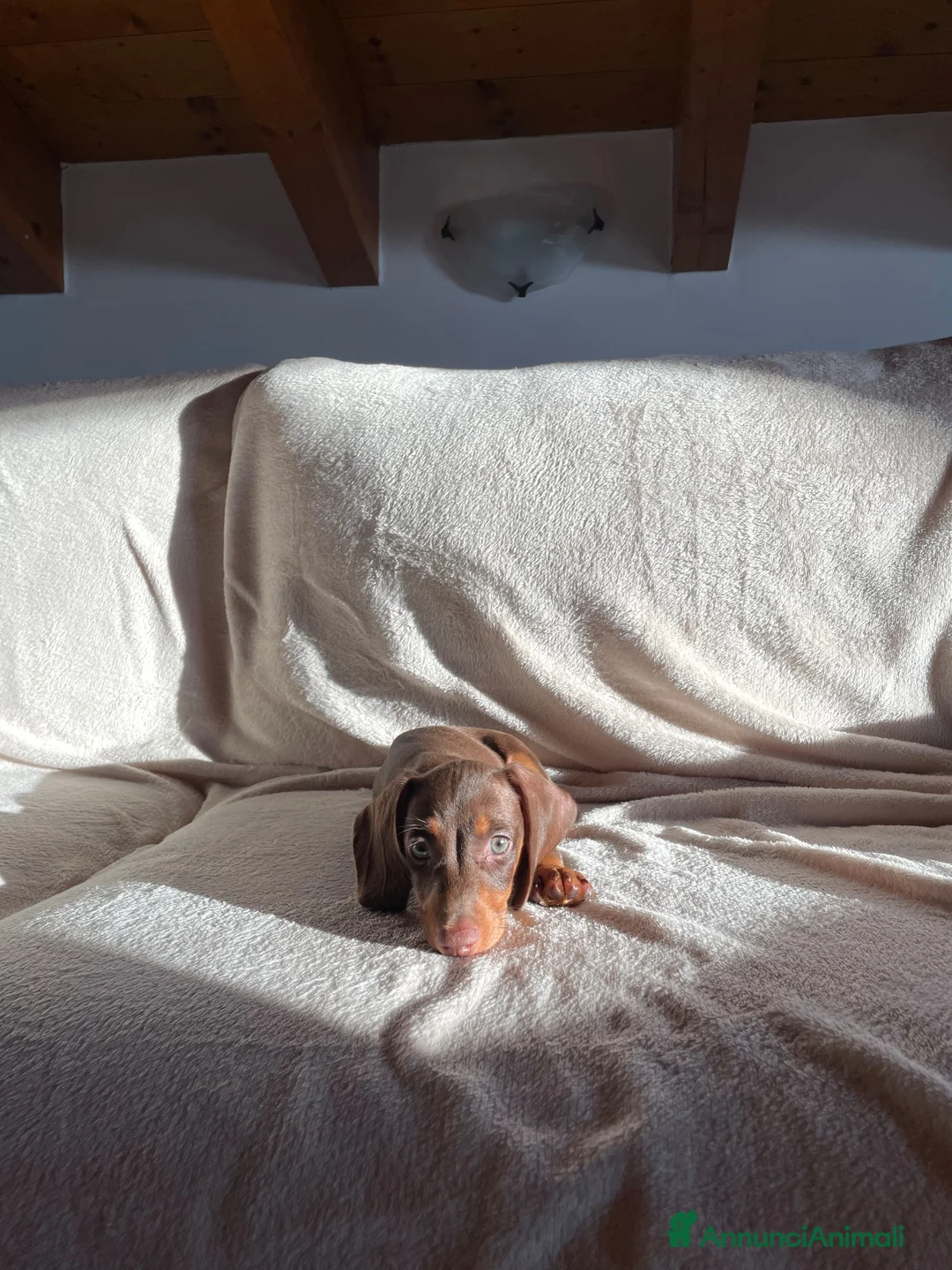 Bassotto Nano cani in vendita: Bassotto cioccolato nano  a Città metropolitana di Milano - Annuncio 9