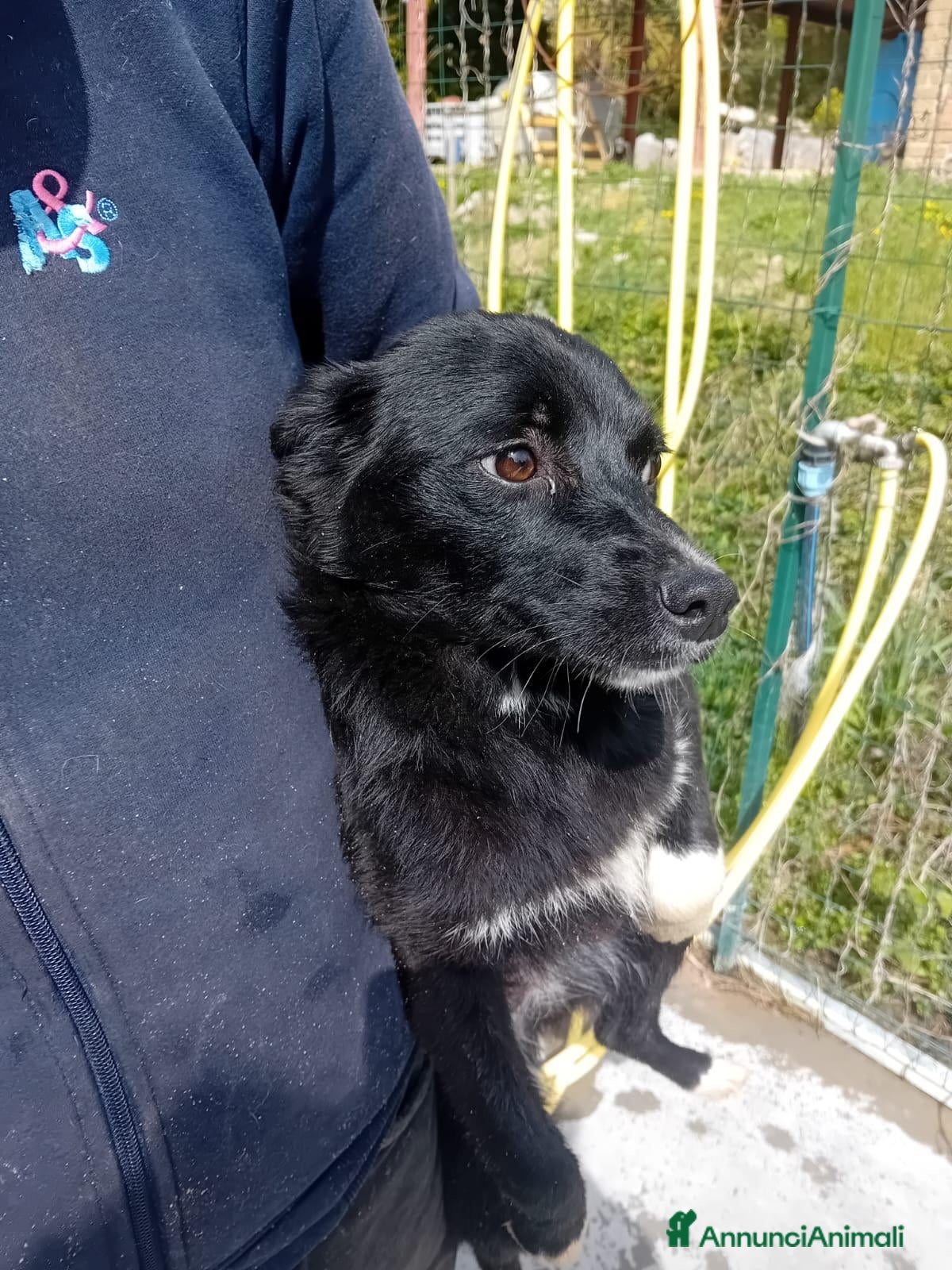 Meticcio cani Milly, dolce cucciola futura taglia medio-piccola - Annuncio 11