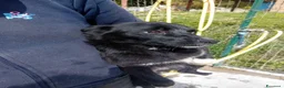 Meticcio cani in regalo: Milly, dolce cucciola futura taglia medio-piccola - Annuncio 1