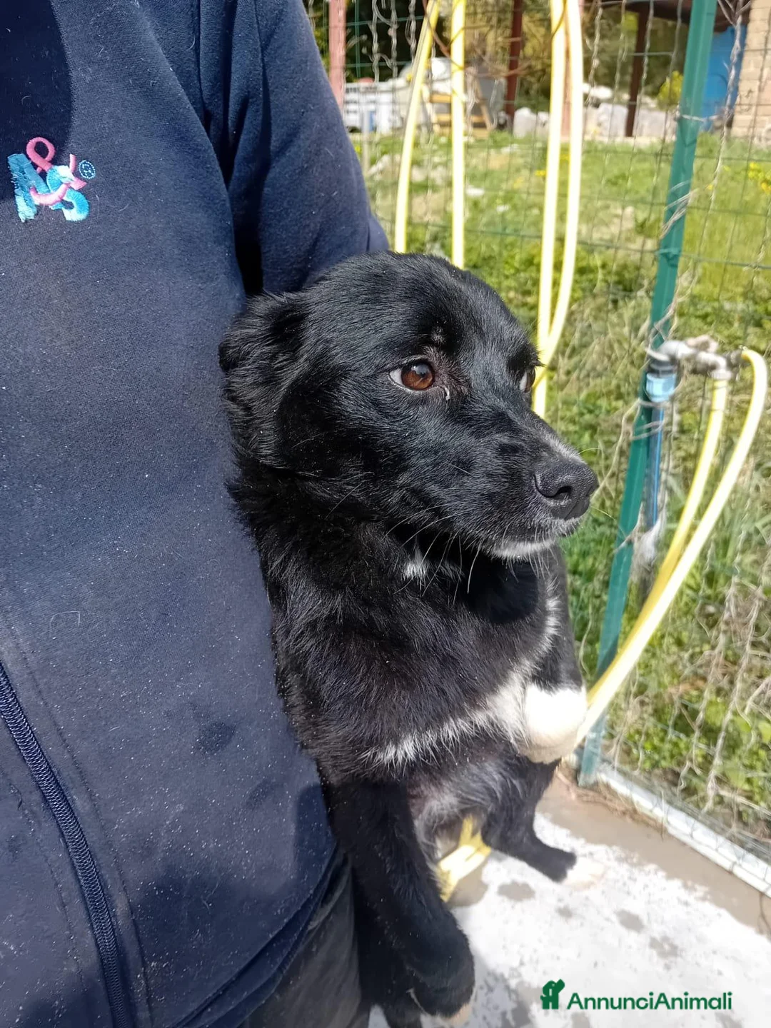 Meticcio cani in regalo: Milly, dolce cucciola futura taglia medio-piccola - Annuncio 1
