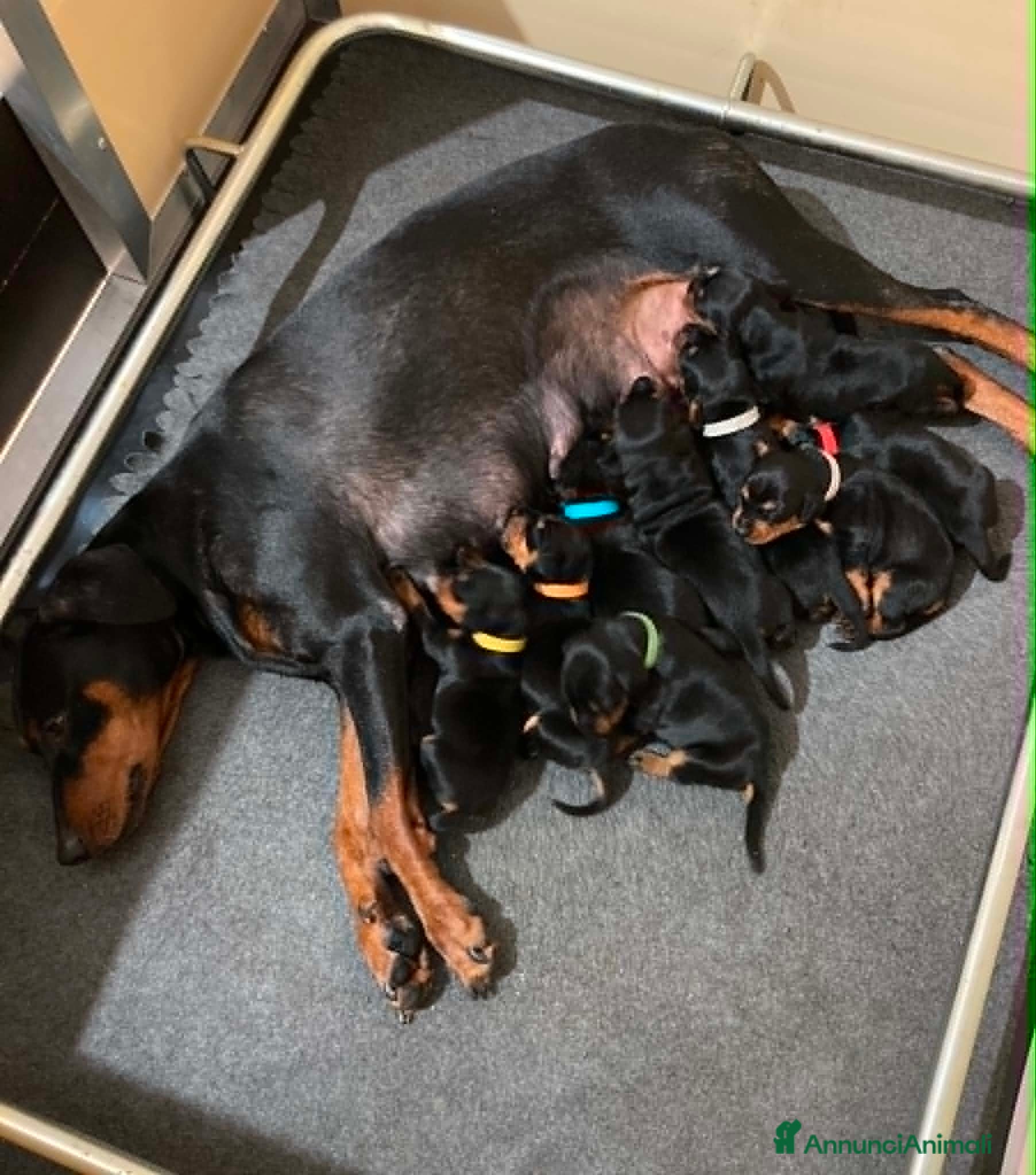 Pinscher Tedesco cani Cuccioli di Pischer Tedesco - Annuncio 1
