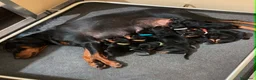 Pinscher Tedesco cani in vendita: Cuccioli di Pischer Tedesco - Annuncio 1