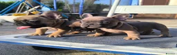 Bulldog Francese cani in vendita: Cuccioli di Bulldog francese - Annuncio 10