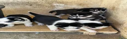 Husky cani in vendita: Cuccioli di Husky originali  - Annuncio 4