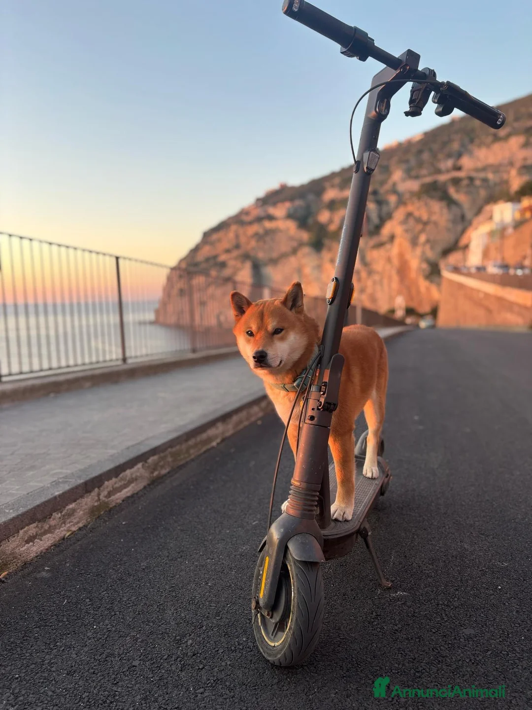 Shiba Inu cani per accoppiamento: Cerco femmina x monta a Città Metropolitana di Napoli - Annuncio 2