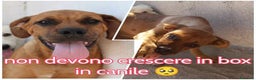Meticcio cani in regalo: LISA e BART dolcissimi! tg media - Annuncio 1