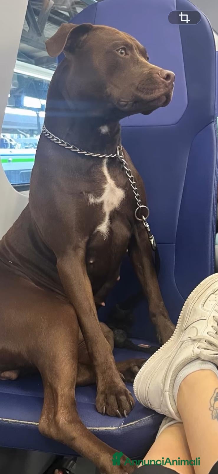 Pitbull cani Splendida cagnolina di 2 anni cerca casa - Annuncio 1