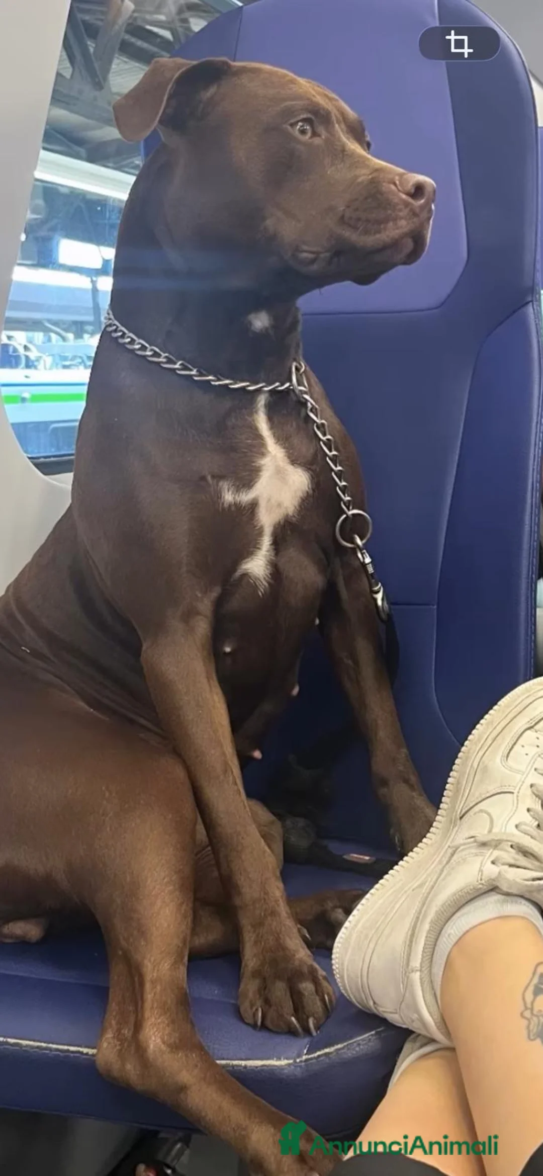 Pitbull cani in regalo: Splendida cagnolina di 2 anni cerca casa - Annuncio 1