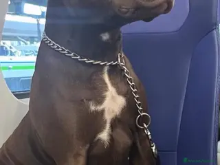 Pitbull cani Splendida cagnolina di 2 anni cerca casa - Annuncio 3