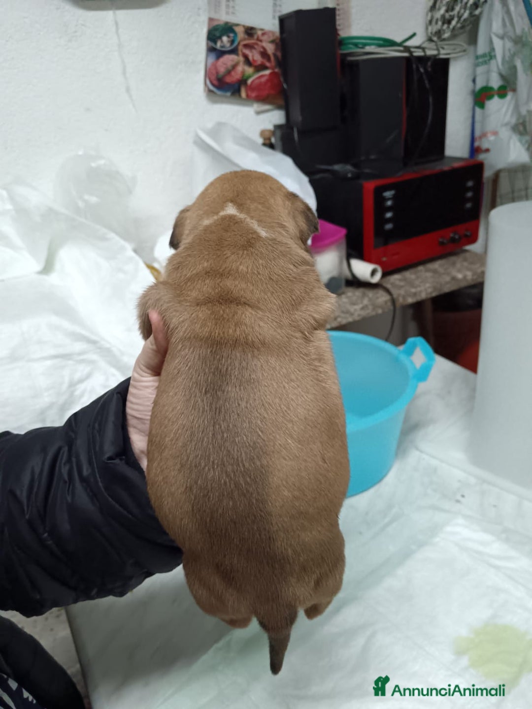 American Staffordshire cani in vendita: America Staffordshire terrier - Annuncio 22