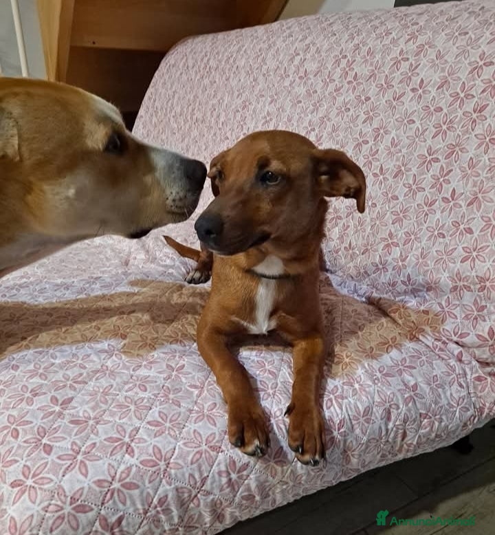Meticcio cani To be, cucciolone, taglia medio-piccola, cerca cas - Annuncio 2
