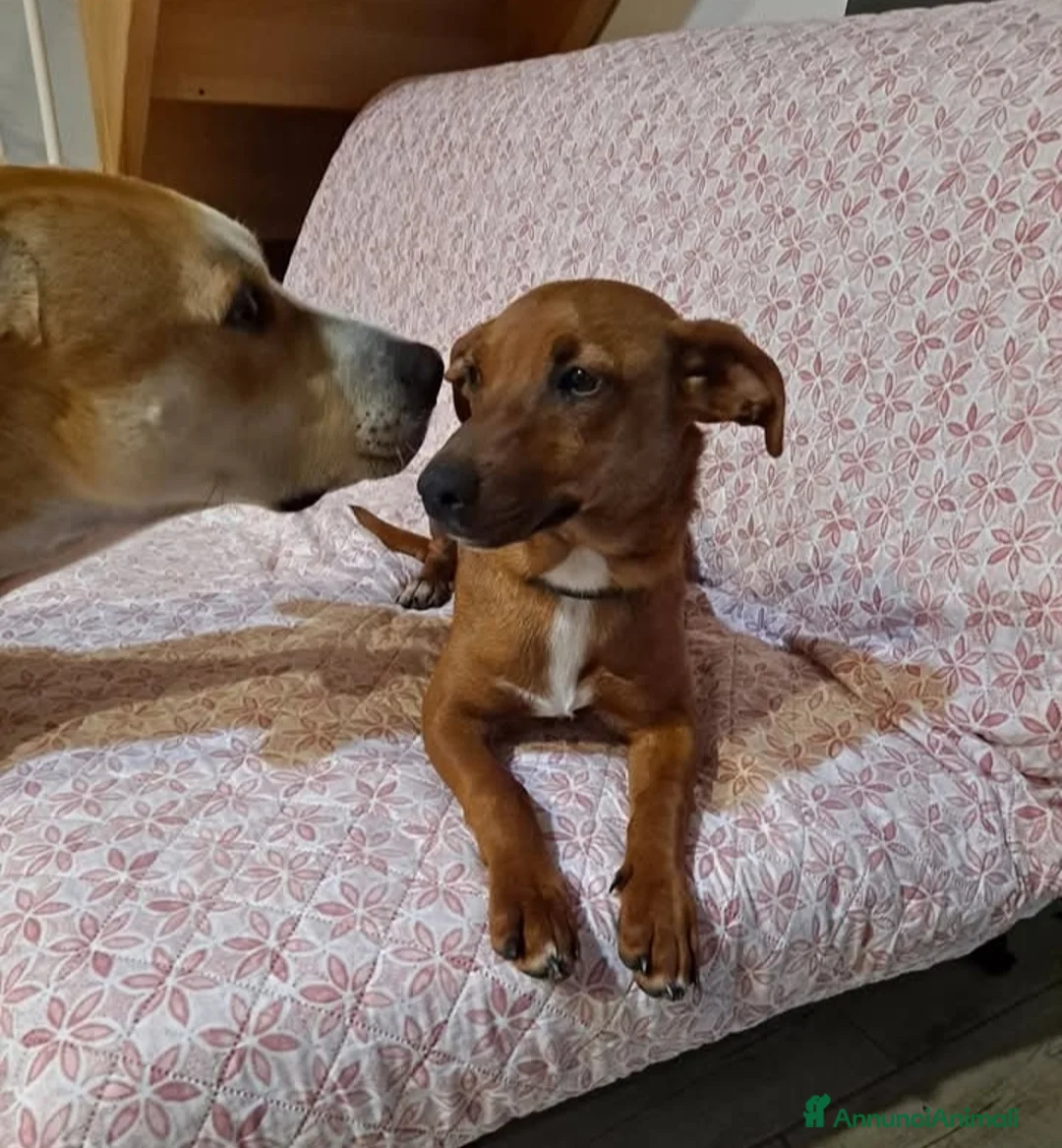 Meticcio cani in regalo: To be, cucciolone, taglia medio-piccola, cerca cas - Annuncio 2