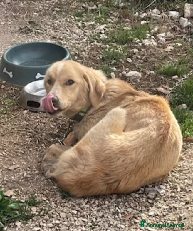 Meticcio cani Mix Golden femmina 3anni a catena da tanto! LAZIO a Città metropolitana di Milano - Annuncio 29