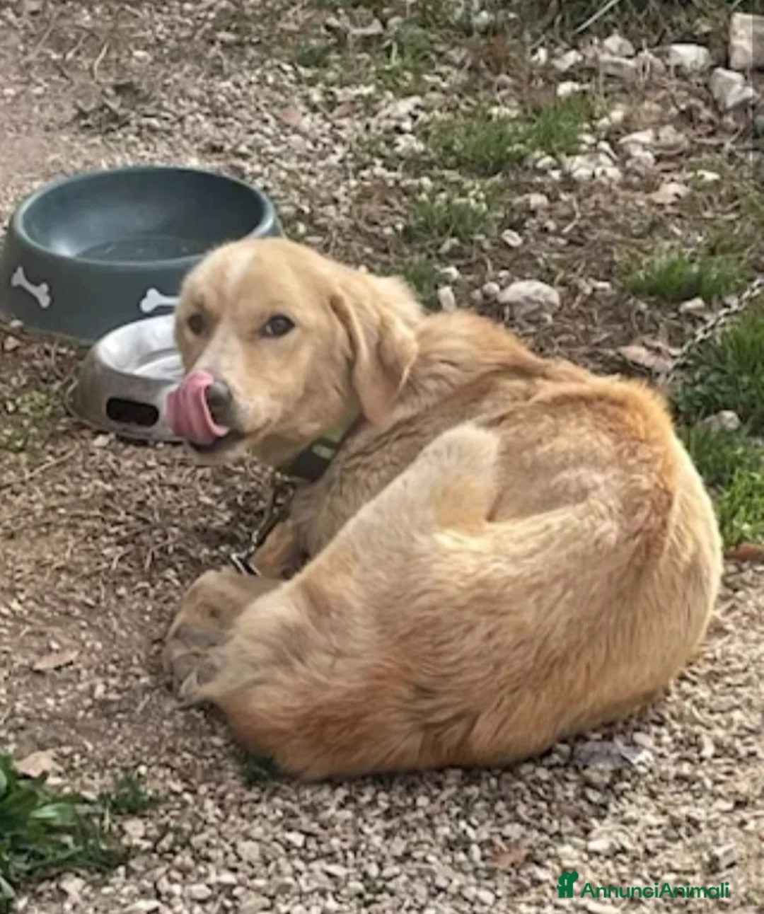 Meticcio cani in regalo: Mix Golden femmina 3anni a catena da tanto! LAZIO a Città metropolitana di Milano - Annuncio 1