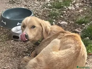 Meticcio cani Mix Golden femmina 3anni a catena da tanto! LAZIO a Città metropolitana di Milano - Annuncio 10