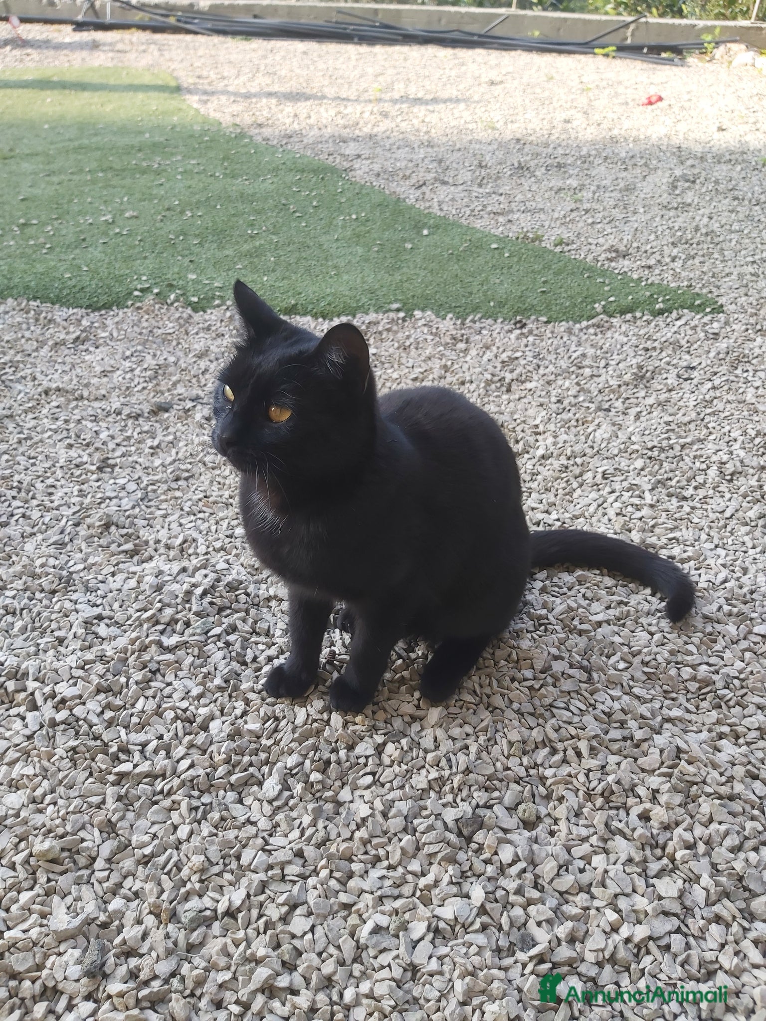 Meticcio gatti Gattina affettuosissima - Annuncio 1