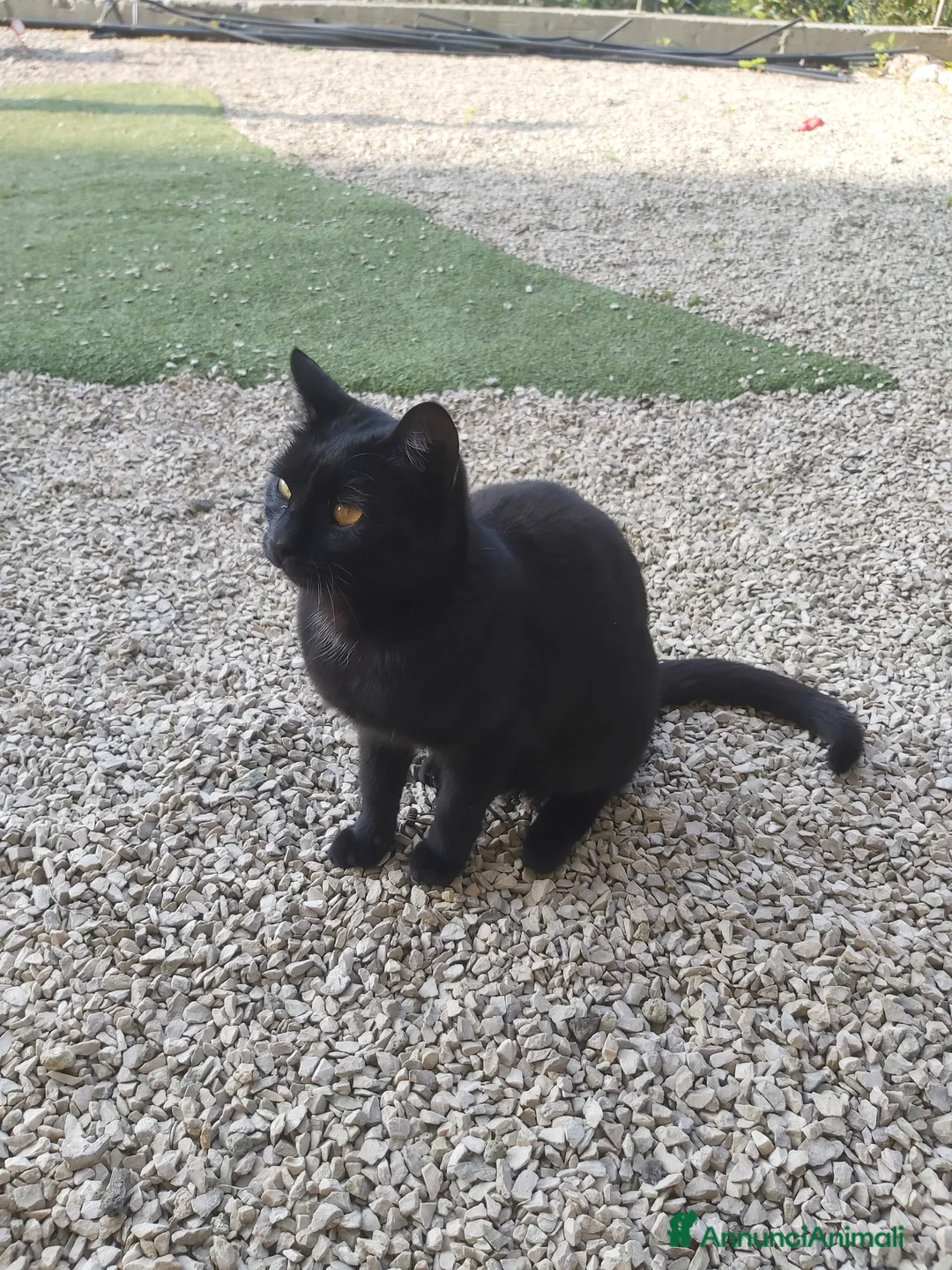 Meticcio gatti in regalo: Gattina affettuosissima a Città Metropolitana di Napoli - Annuncio 1