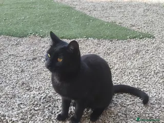 Meticcio gatti Gattina affettuosissima - Annuncio 1