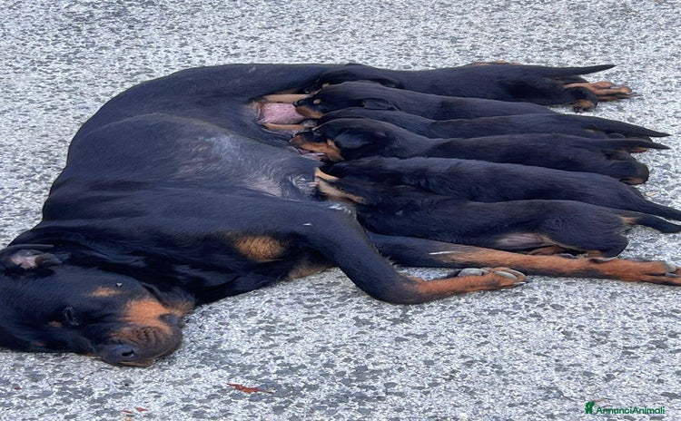 Rottweiler cani a Provincia dell'Aquila - Annuncio 1