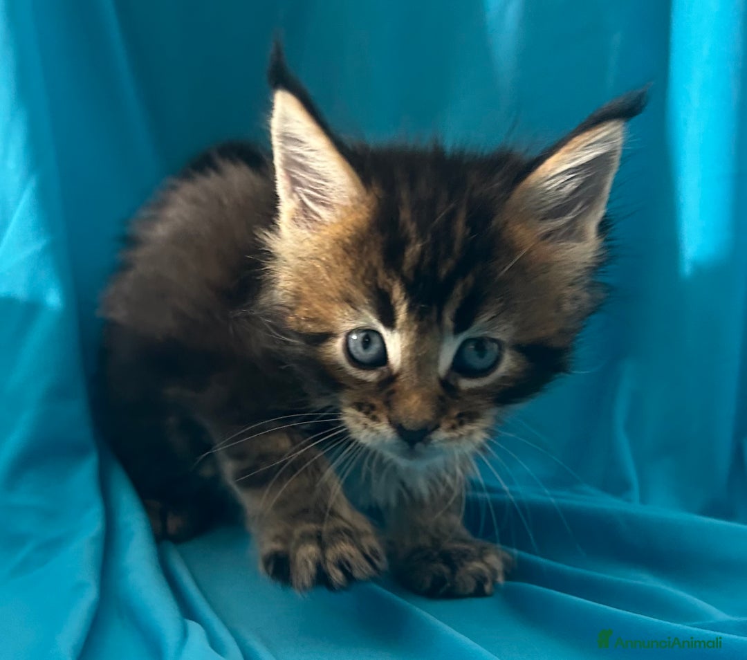 Maine Coon gatti in vendita: Maine coon con pedigree  - Annuncio 8