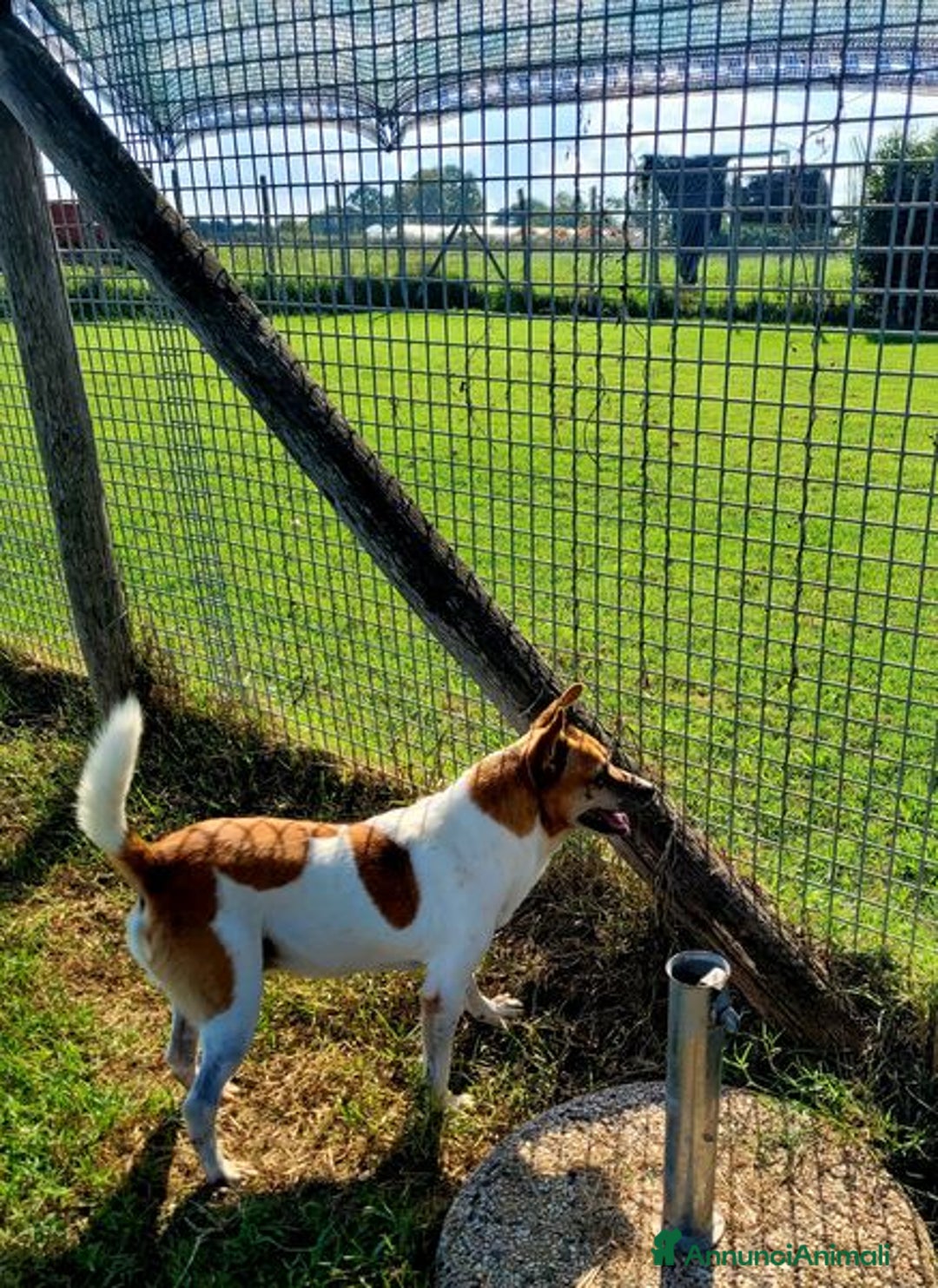 Jack Russell cani in regalo: Tic simpaticissimo derivato jack russell - Annuncio 8