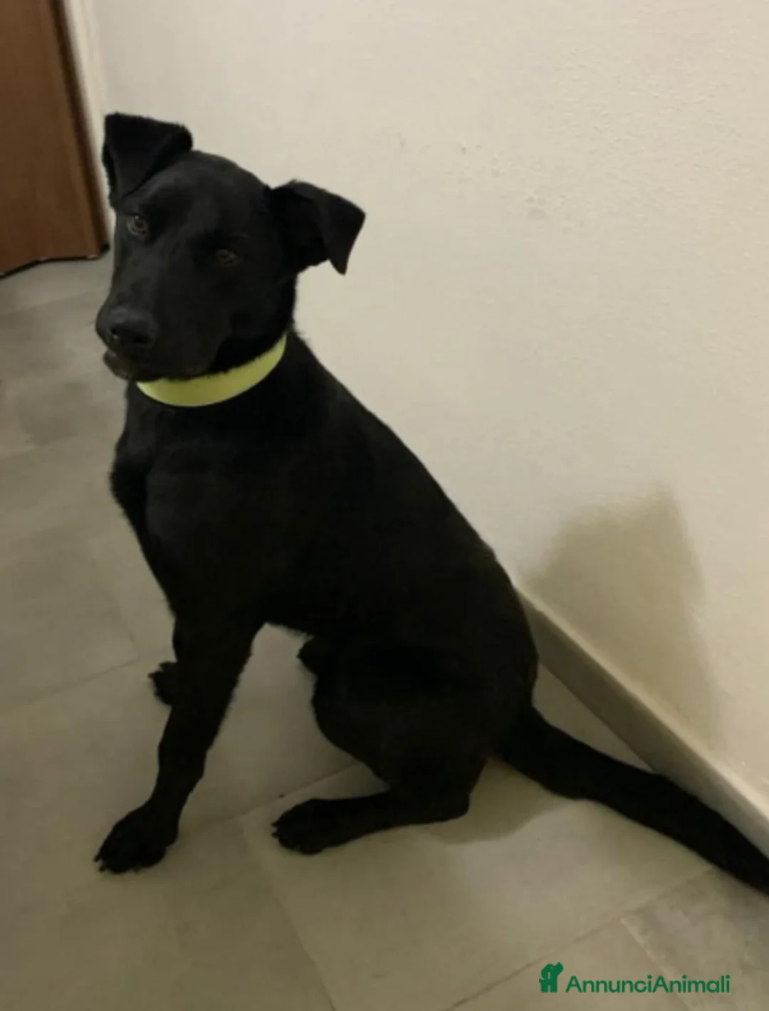 Meticcio cani in regalo: 8mesi,nera,tg media,pelo lucido,mollata.CATANIA - Annuncio 2