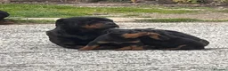 Rottweiler cani in vendita: Rottweiler splendido maschietto - Annuncio 8