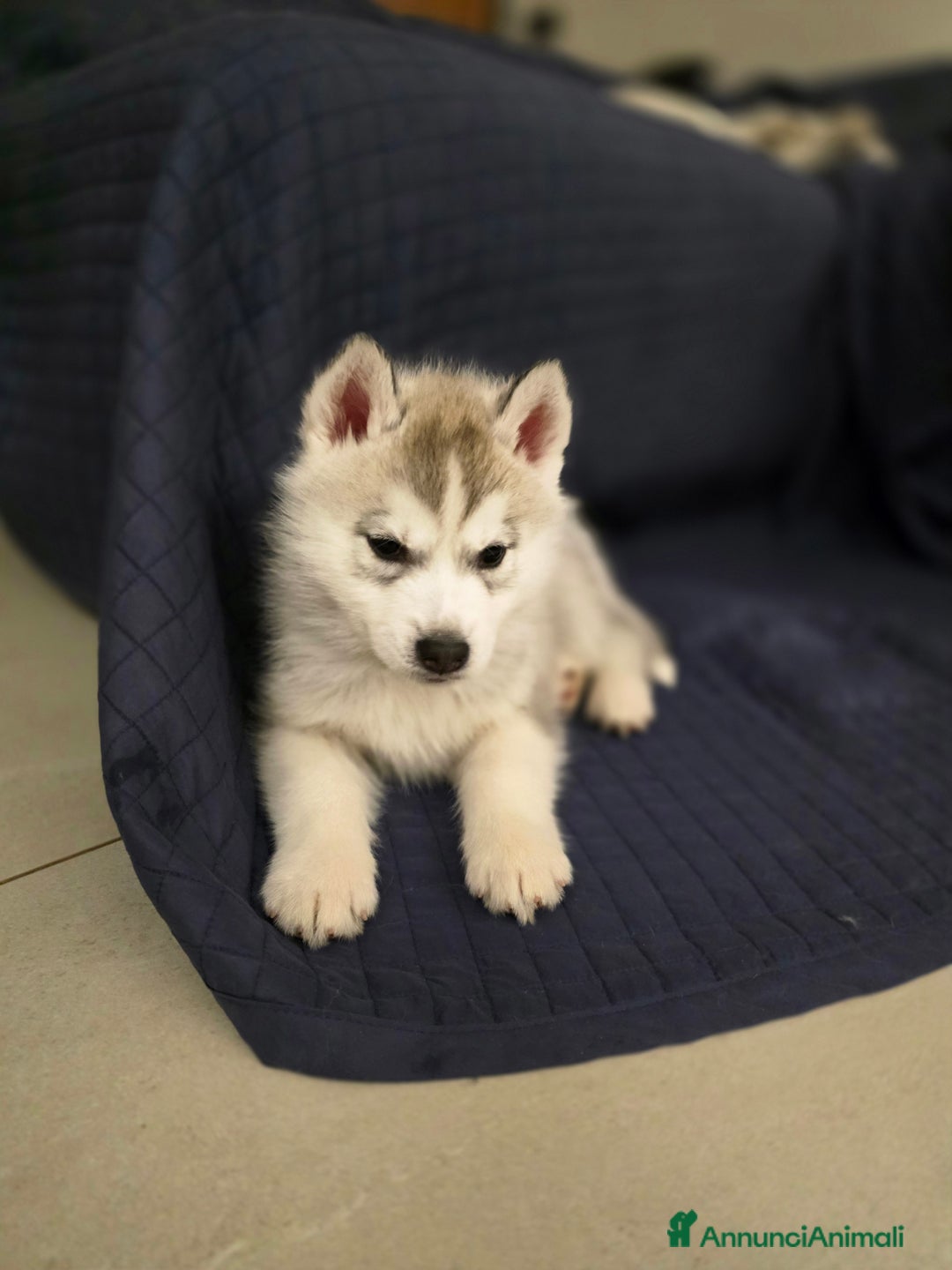 Husky cani in vendita: Occhi di ghiaccio: Siberian Husky  - Annuncio 5