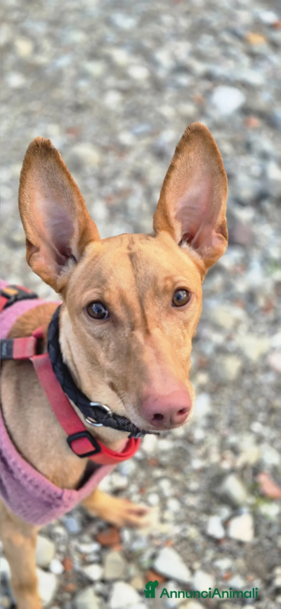 Cirneco dell'Etna cani in regalo: Valerio cerca casa - Annuncio 4