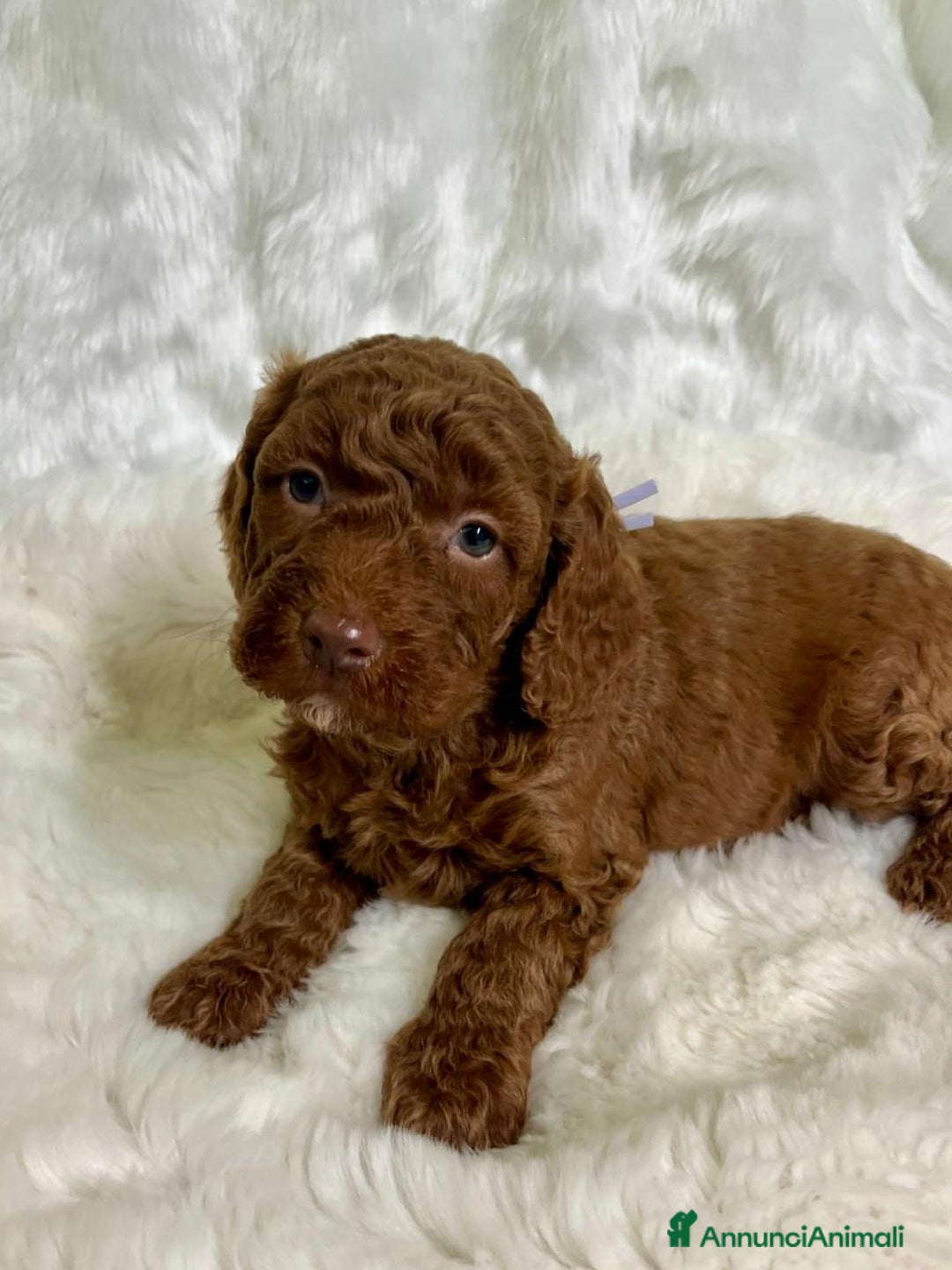 Golden Retriever cani in vendita: Australian Golden DoubleDoodle - Annuncio 4