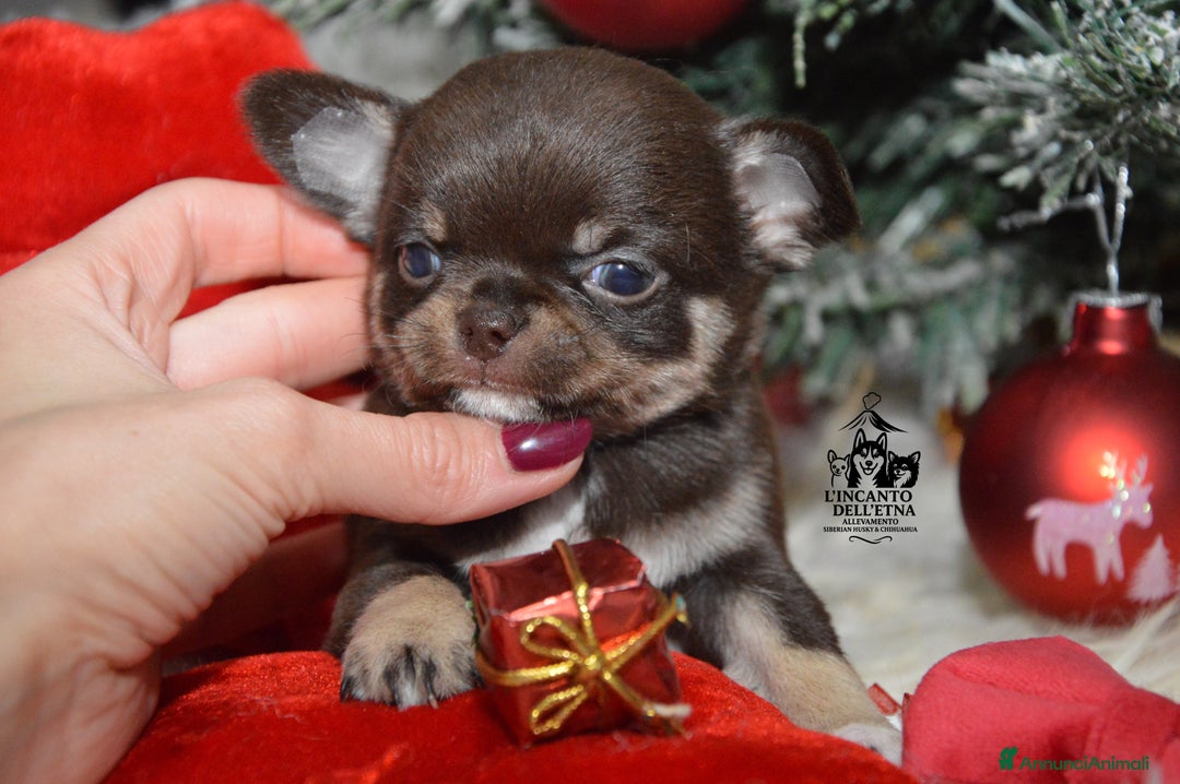 Chihuahua cani in vendita: Cuccioli di Chihuahua linea russa pedigree Enci  - Annuncio 7