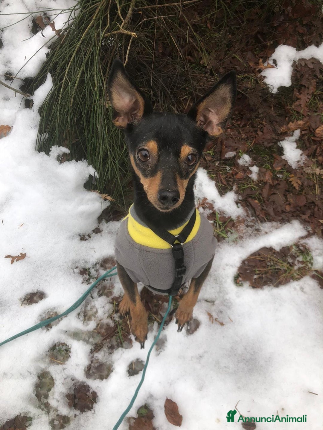 Pinscher Miniatura cani in regalo: STARLET, MINI PINSCHER dolcissima - Annuncio 20